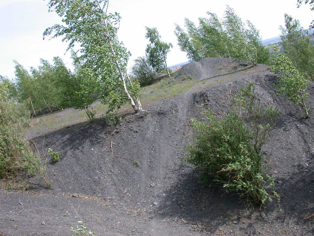 Arriva con il caldo...   QUIZ